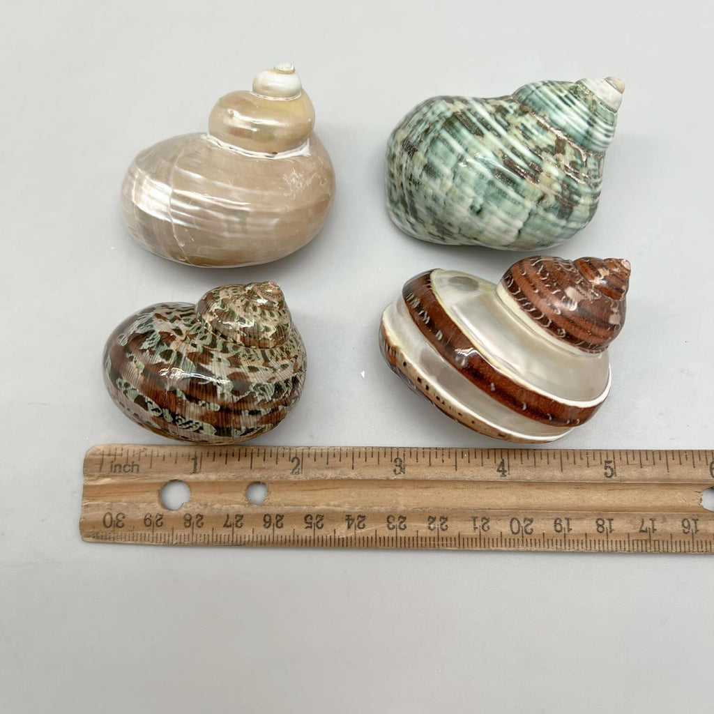 PEPPERLONELY 4 PC Natural Mixed Turbo Sea Shells, Hermit Crab Shells, 2 Inch ~ 2-1/4