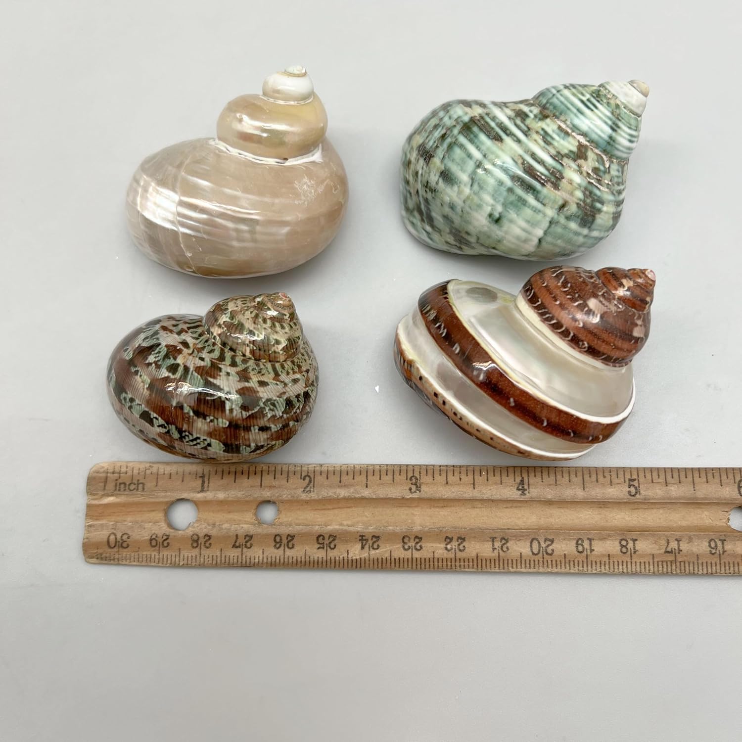 PEPPERLONELY 4 PC Natural Mixed Turbo Sea Shells, Hermit Crab Shells, 2 Inch ~ 2-1/4