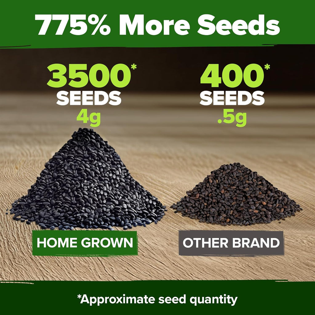 HOME GROWN Genovese Basil Seeds 2 Pack - 3500 Non GMO Heirloom Basil Seeds for Planting (Ocimum basilicum) - Herb Seeds for Indoor & Outdoor Gardening - Grow for Culinary Use
