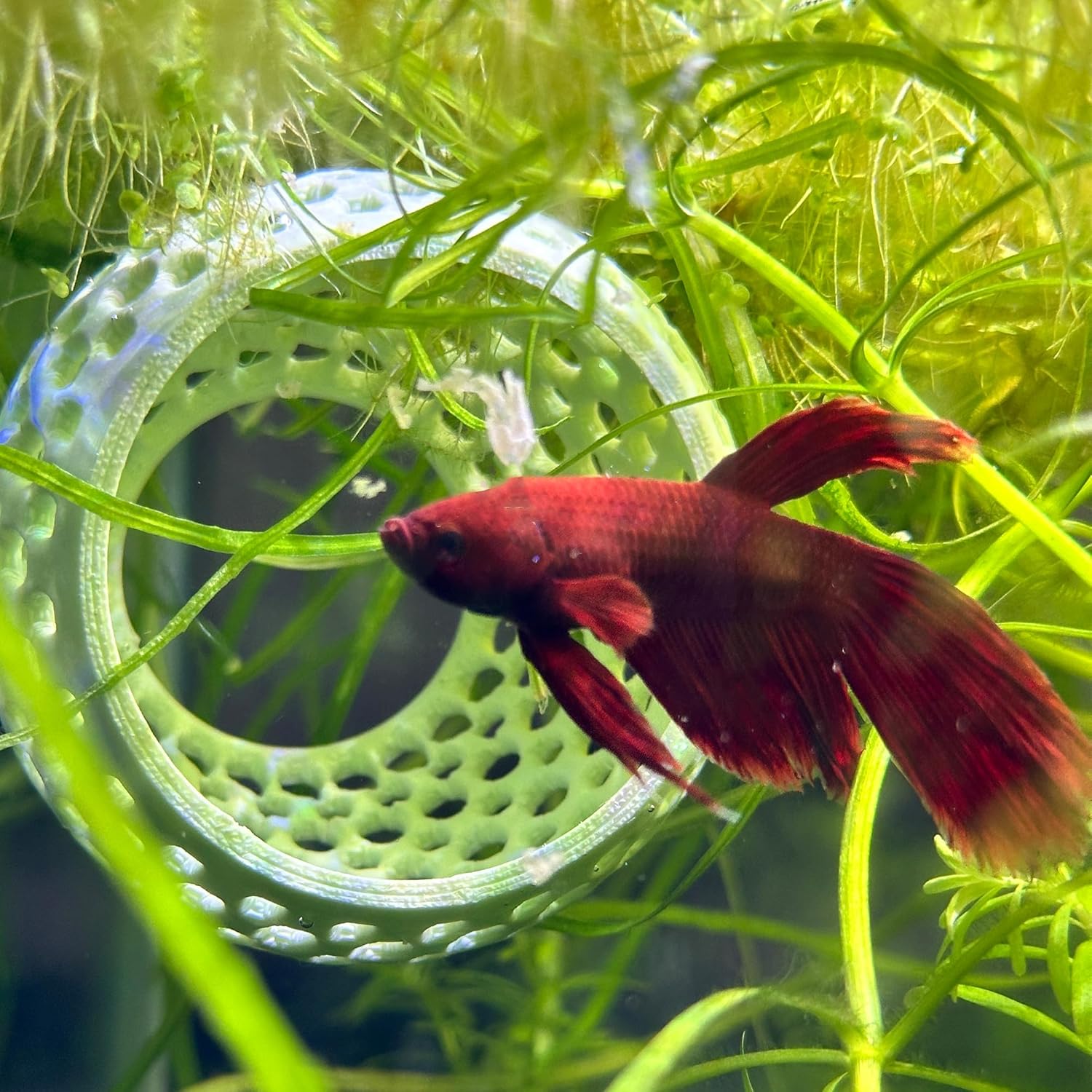 CTWPets Natural Betta Bulb Hide | Betta Rest Fish Tank Ornament | Aquarium Cave with Suction Cup for Small Fish Tank, Betta Habitat, Shrimp Hideout, Aquatic Decor (Light Brown)
