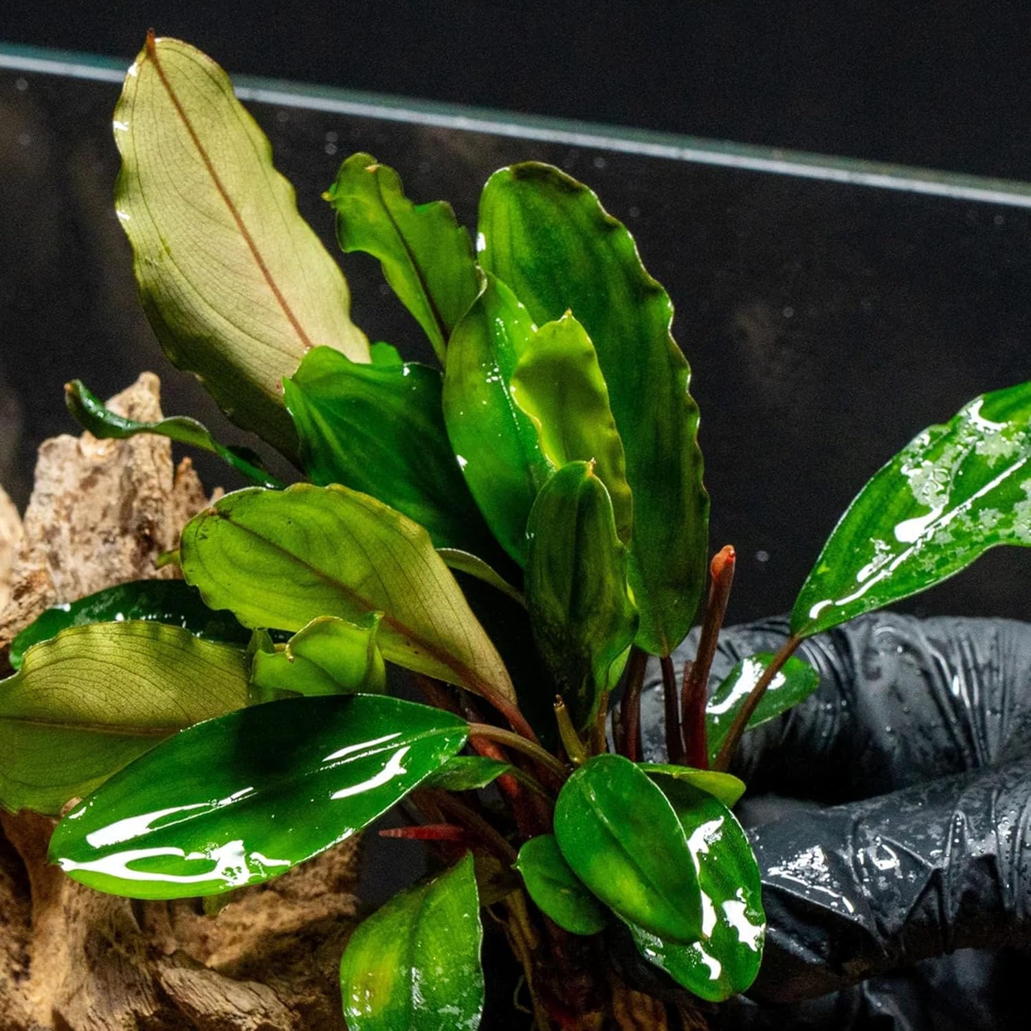 SubstrateSource Bucephalandra Green Broad Leaf Potted Live Aquarium Plant - Natural Freshwater Fish Tank Decorations and Aquatic Décor