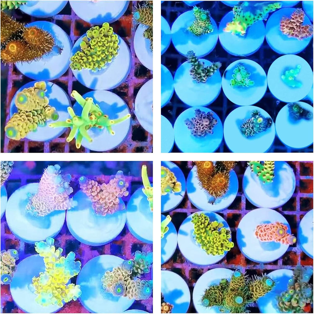 Ceramic White Coralline Coral frag Plugs Coral frag Base Round/Big Size Round/Hexagon (round24mm70pcs)