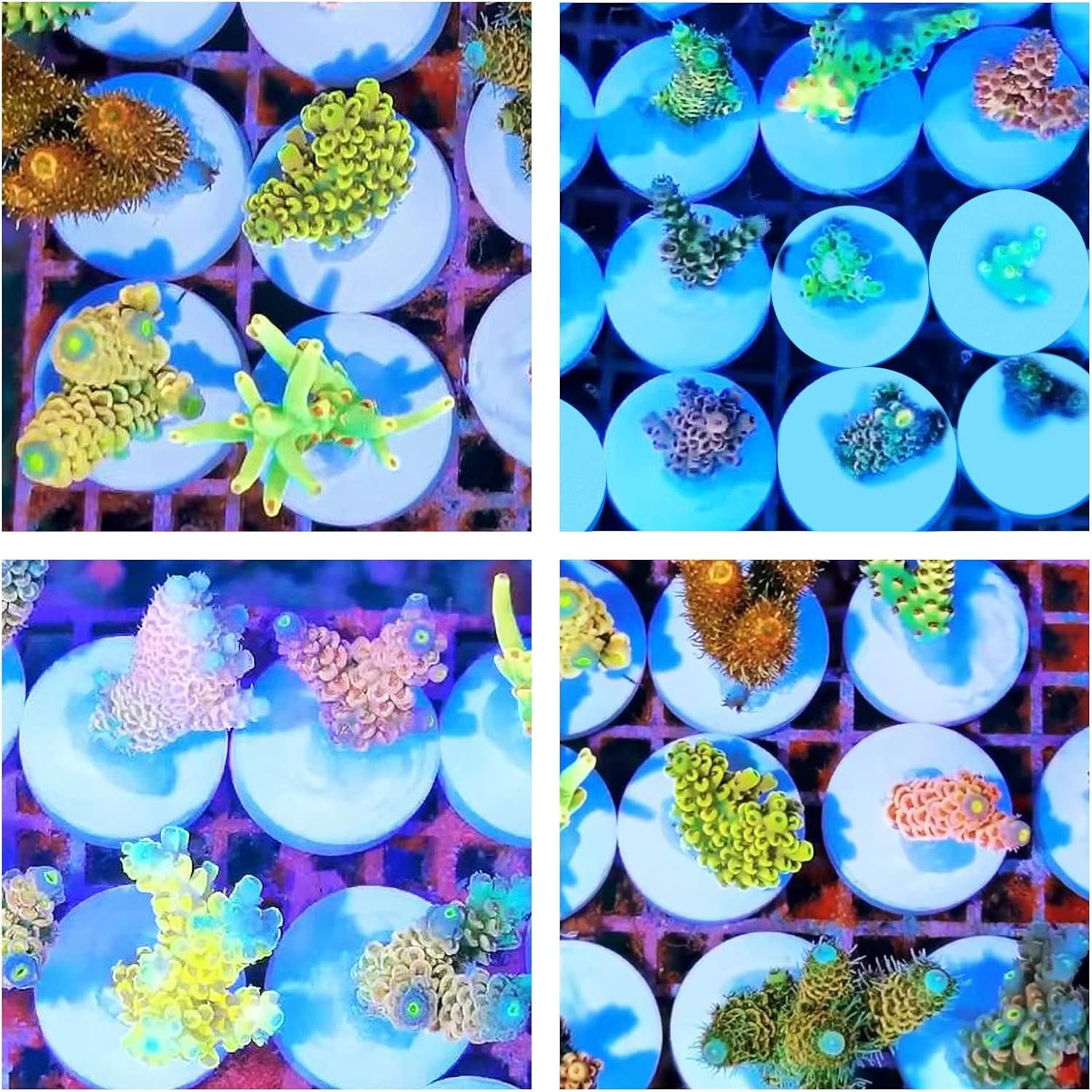 Ceramic White Coralline Coral frag Plugs Coral frag Base Round 20pc