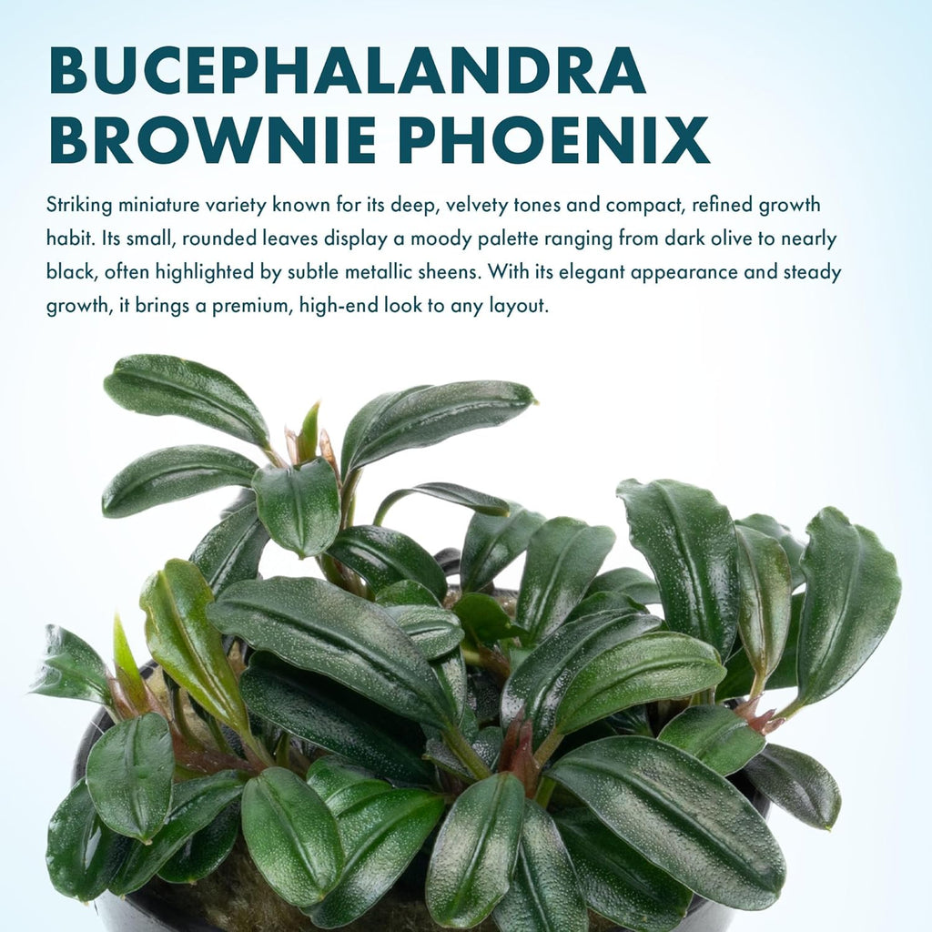 SubstrateSource Live Plants - Bucephalandra Brownie Phoenix - Low Light, Dark Green to Red Accent for Foreground to Midground Freshwater Aquarium Aquascaping - Pot