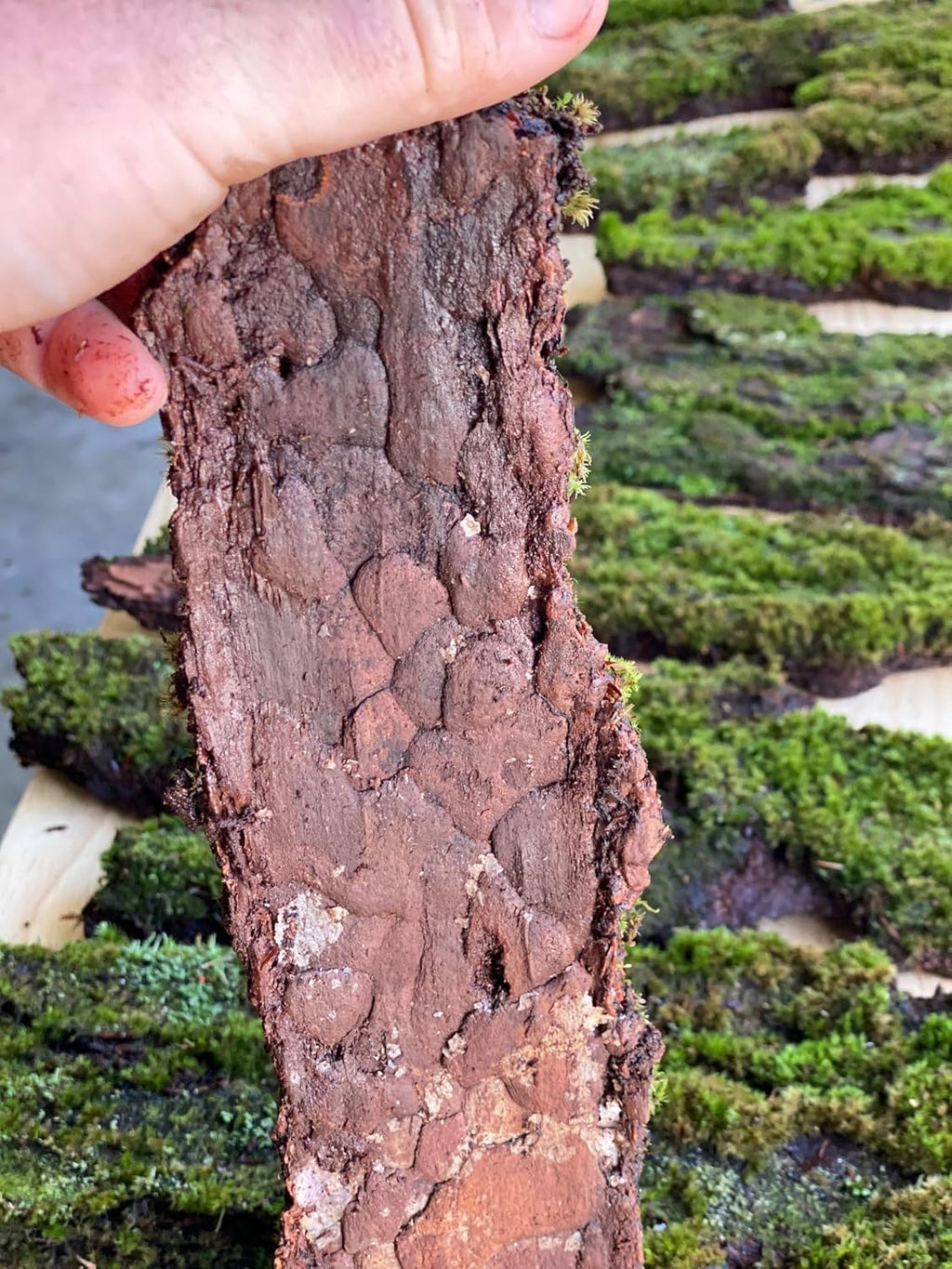Natural Moss Covered Wood Shingles, Decorative Wall Panels for Terrariums, Aquariums, Green Living Decor 1Sq Ft 3pc