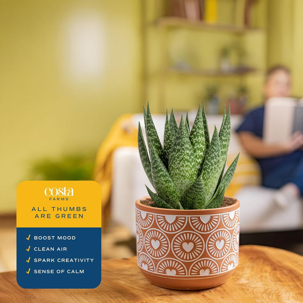 Costa Farms Live Succulent Plant, Easy to Grow Grower’s Choice Haworthia, Potted in Décor Plant Pot, Succulent Potting Mix, New House Plants Gift, 4-Inches Tall