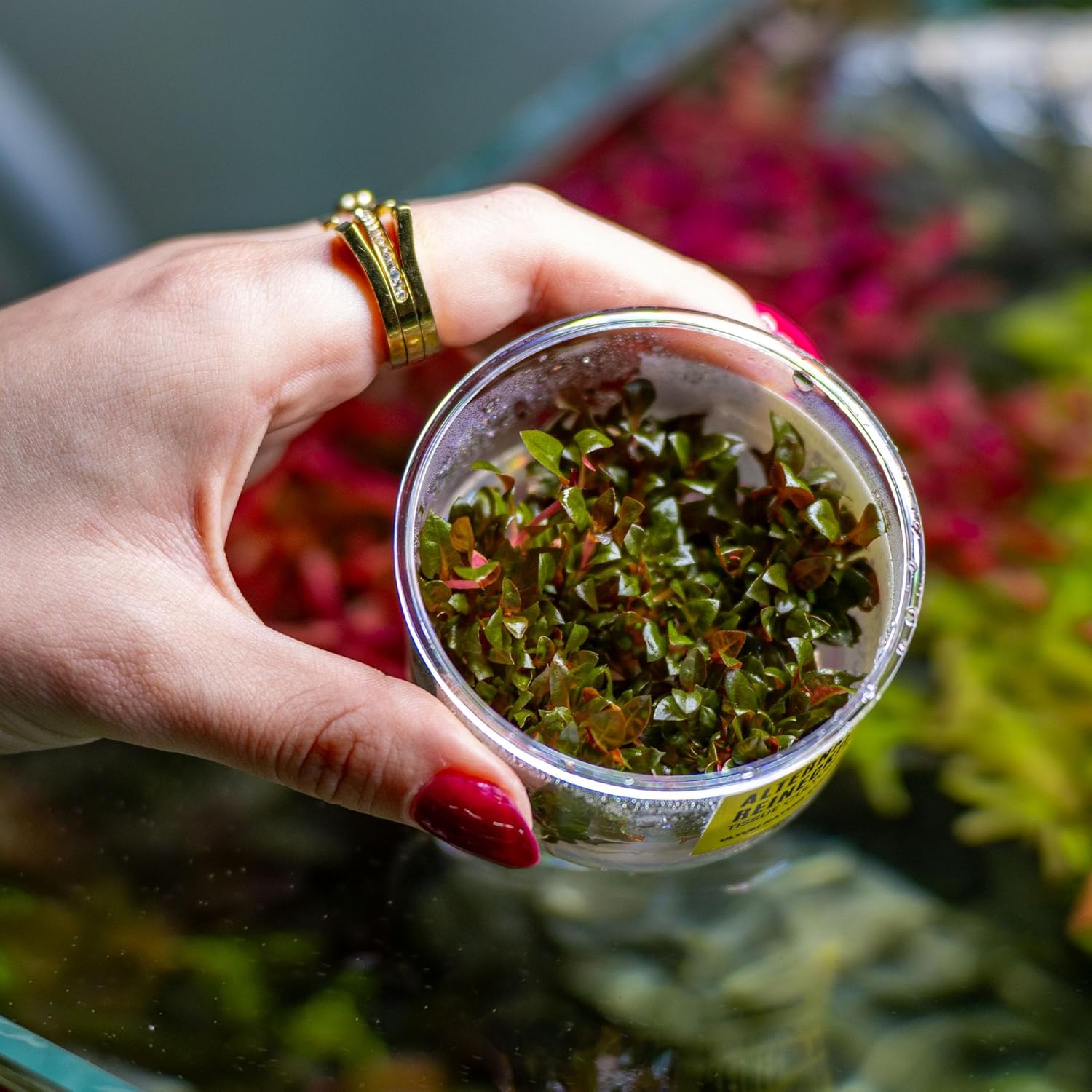 Ultum Nature Systems Alternanthera Reineckii Rosaefolia Red Stem Tissue Culture Live Plant for Aquarium, Aquascape, Freshwater Fish Tanks - 100% Snail Free in Vitro