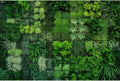 Succulent Plants Aquarium Background Thriving Tropical Green Plants Terrarium Background Sustainable Greenscape Theme Fish Tank Background Natural Green Plants Landscapes Reptile Background 36x18in