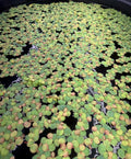 Red Root Floater Live Aquarium Plants, Phyllanthus Fluitans, 100+ Leaves Floating Aquatic Plant