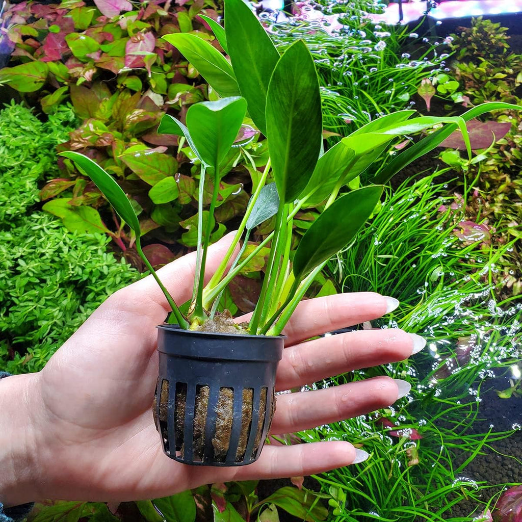 SubstrateSource Anubias Live Aquarium Plants - Potted Freshwater Plant for Fish Tanks, Terrariums - Beginner Friendly Low Light (Congensis, 1 Pot)