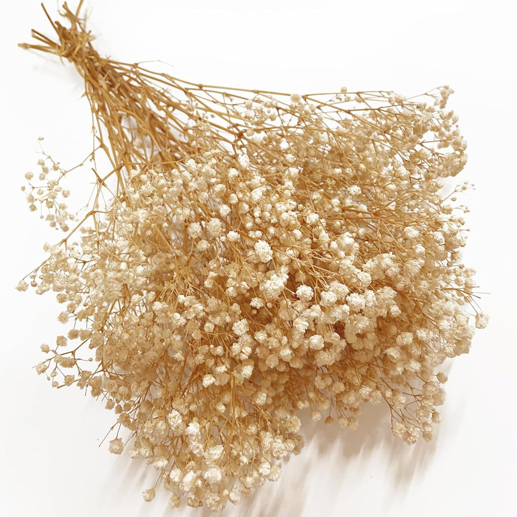 Preserved Baby's Breath, 100% Natrual Gypsophila Long Lasting Flowers for Vase Arrangements Home Decoration Photo Props Parties and Weddings, DIY Décor-White