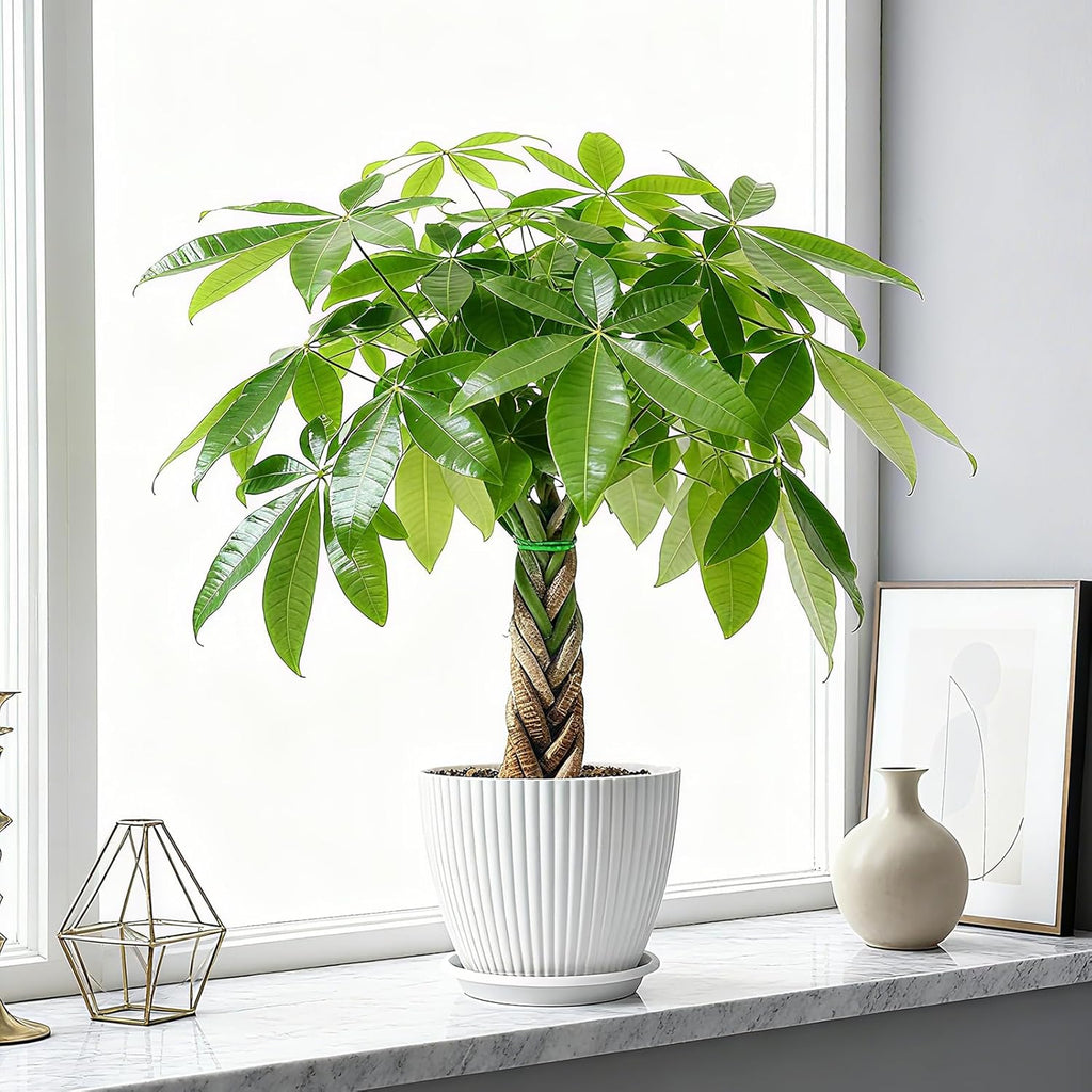 Sprout N Green Small Money Tree with 5 Lucky Braid, Live Plant with White Stripe Pot, Decoration for Indoor Home Office Tabletop Windowsill Side Table, Housewarming Christmas Gift, 8-10" Tall