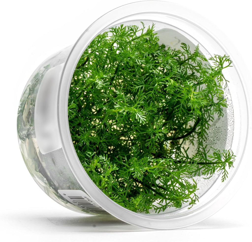 SubstrateSource Live Plants - Mattogrossense Milfoil (Myriophyllum mattogrossense) - Moderate to High Light, Bright Green Accent, Bushy Stem Plant, Midground to Background - Tissue Culture, 1 Pack