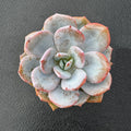 Live Succulent Plants (Echeveria 'Matcha Cake'), Easy Care Houseplant for Home and Office Decor, Great Gift for Housewarming, Birthday, Thanksgiving
