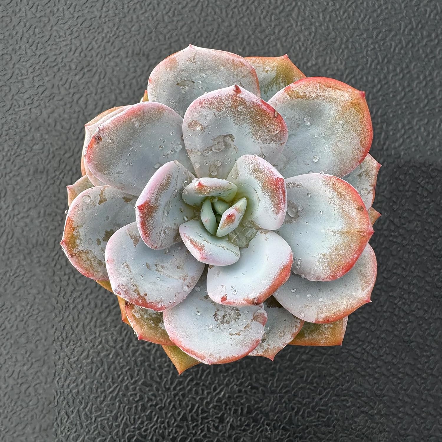 Live Succulent Plants (Echeveria 'Matcha Cake'), Easy Care Houseplant for Home and Office Decor, Great Gift for Housewarming, Birthday, Thanksgiving