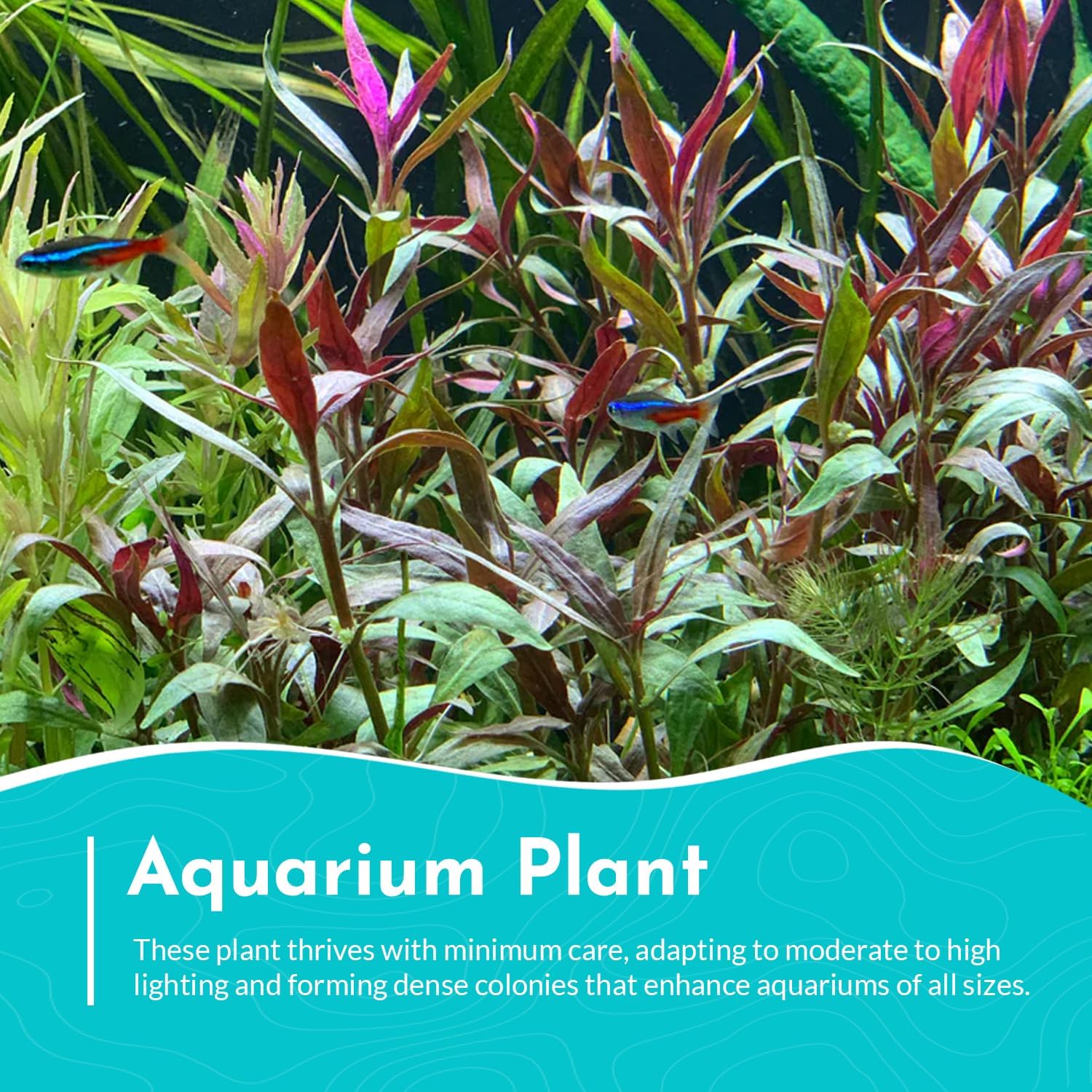 Amazon Sword Echinodorus Red Rose - Vibrant Red Aquarium Plant - High Light & CO2 Requirements - Beautiful Freshwater Aquarium Decoration - Easy to Maintain and Grow - 2" Pot