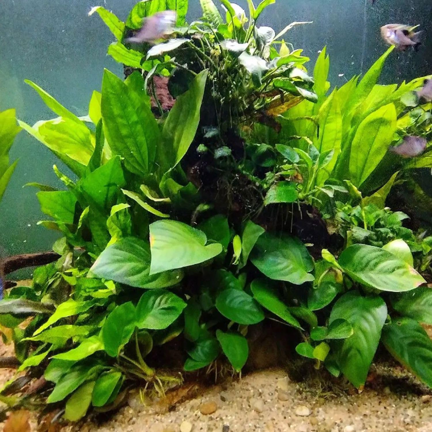 4X Petite Anubias Nana Pots Aquarium Live Plant for Fish Tank Decoration