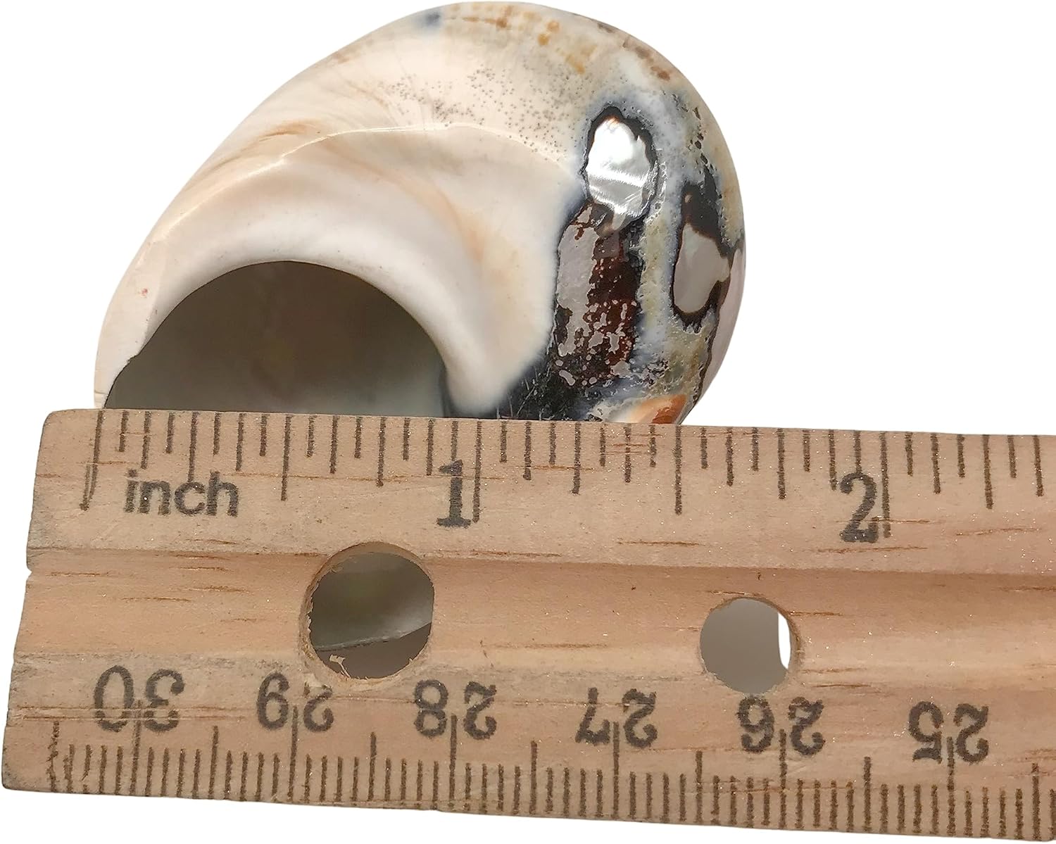 PEPPERLONELY 2 PC Hermit Crab Shells, Turbo Shells, African Sarmaticus Turbo Shell, 2 Inch~ 2-1/4 Inch