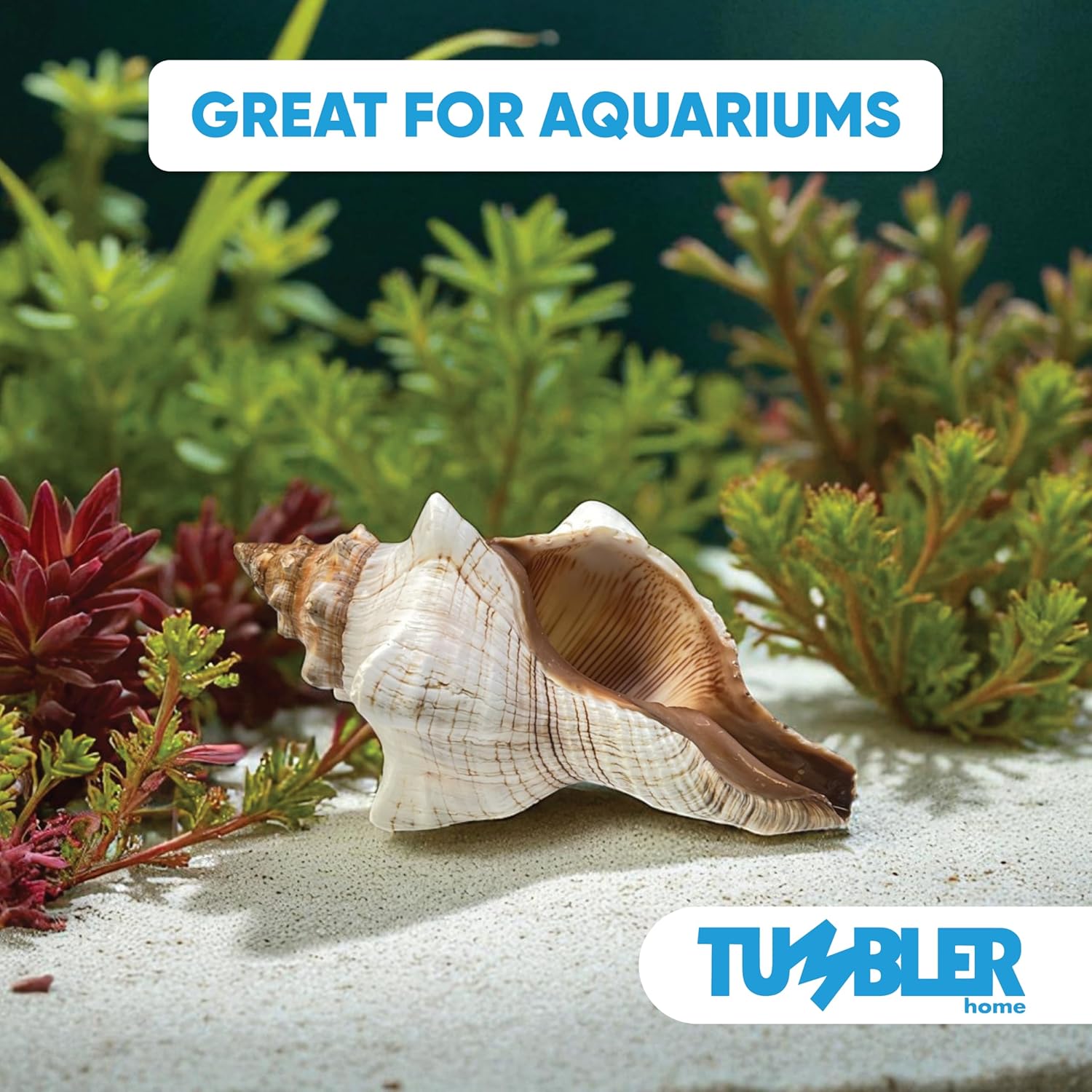 Tumbler Home Large Conch Sea Shells for Decorating or Fish Tank, Coastal & Nautical Decor, Air Plant Holder, Aquarium Ornaments, Big Sea Shell, Decorative Seashells, Beach Party Decor (Fox)