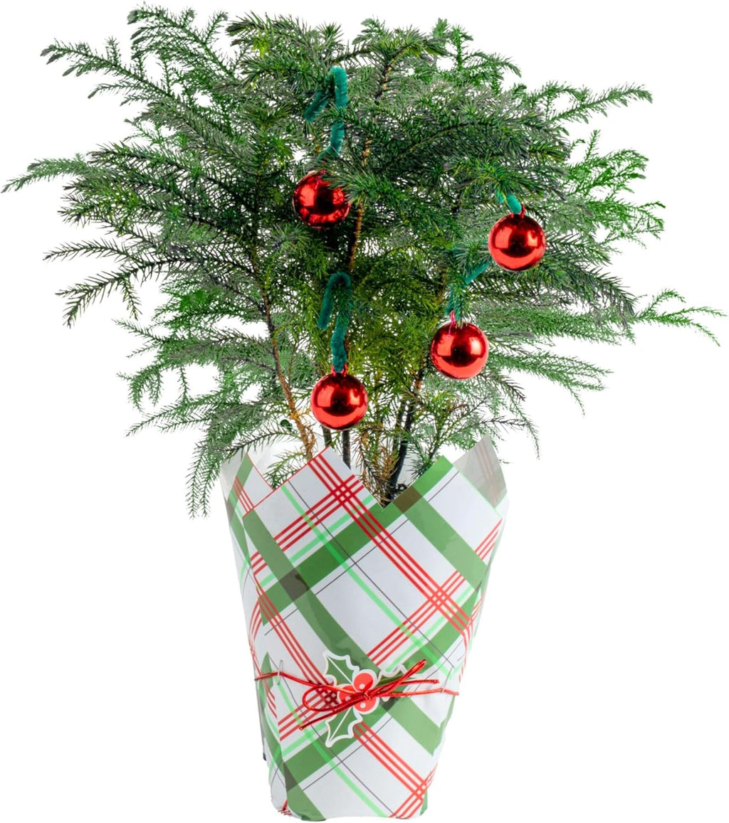 Costa Farms Norfolk Island Pine, Live Christmas Tree Plant in Gift Wrap Plant Pot, Small Indoor Houseplant Includes Ornaments, Home, Room, or Office Decor, Decoration, 10-14 Inches Tall