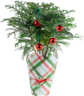 Costa Farms Norfolk Island Pine, Live Christmas Tree Plant in Gift Wrap Plant Pot, Small Indoor Houseplant Includes Ornaments, Home, Room, or Office Decor, Decoration, 10-14 Inches Tall