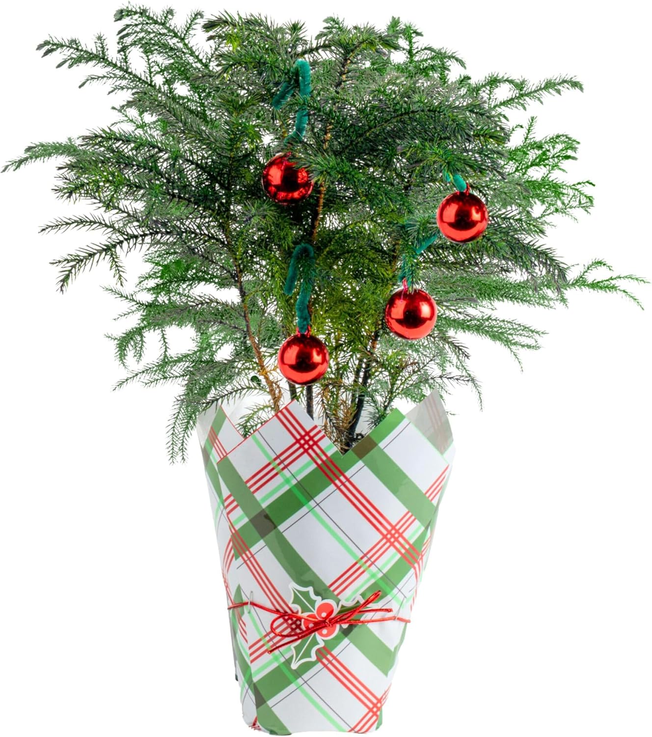 Costa Farms Norfolk Island Pine, Live Christmas Tree Plant in Gift Wrap Plant Pot, Small Indoor Houseplant Includes Ornaments, Home, Room, or Office Decor, Decoration, 10-14 Inches Tall