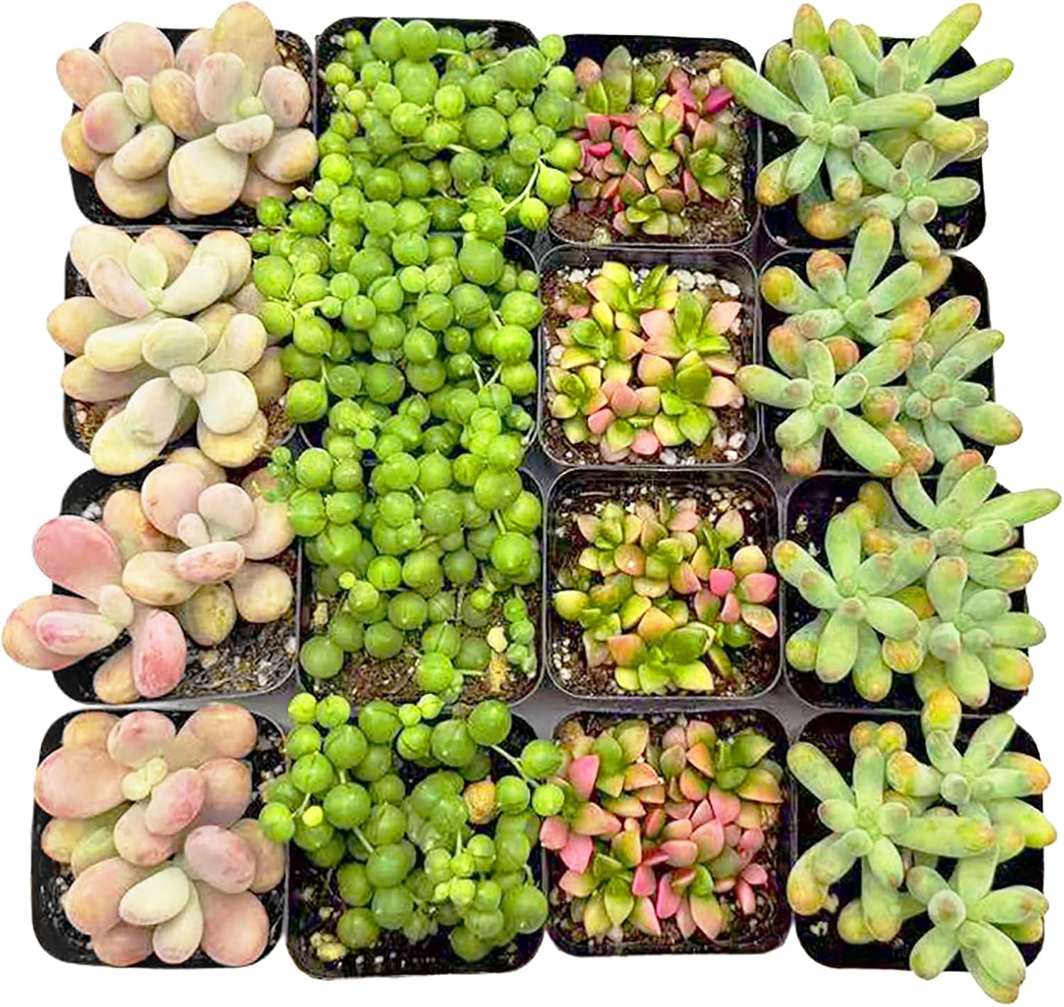 2 Inch Assorted Succulent Plants - Live Mixed Rosette & Unique Succulent Variety Pack, Healthy Rooted Succulents for Indoor/Outdoor Decor, Terrarium, DIY Garden & Gift (16-Pack)