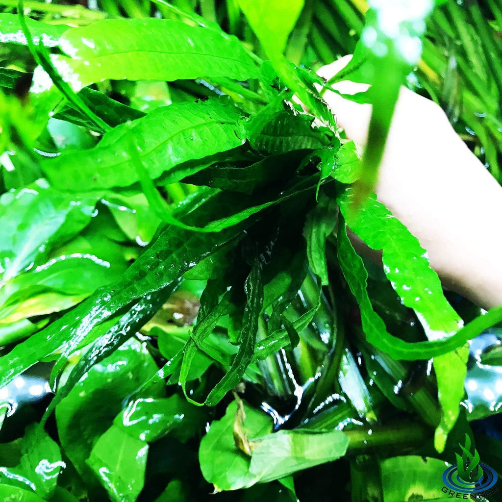 Greenpro (10+ Leaves) Microsorum Pteropus Java Fern Live Aquarium Plant Tall Bunch Aquatic Fish Tank Decoration