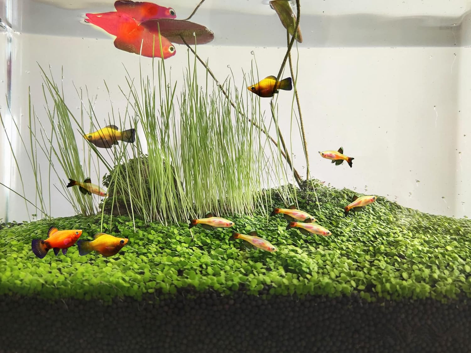 3 Pack Aquarium Plant S.e.e.d Set, not Artificial plasticl Plant. Real Grass Carpet for Fresh Water Fish Tank ZMMM998