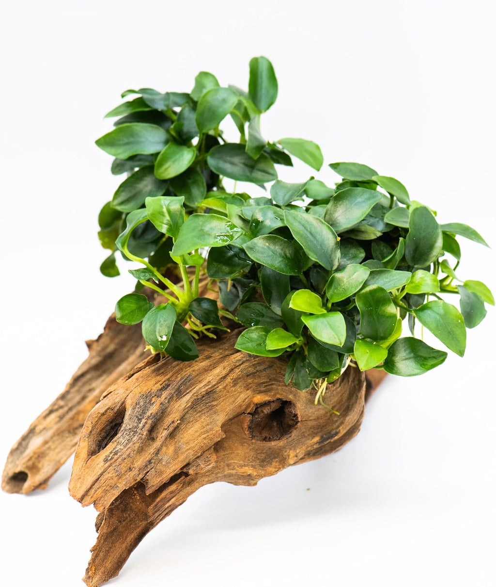 Anubias Nana Bonsai - Live Aquarium Plant, Perfect for Nano Tanks, Terrariums, Easy Maintenance, Freshwater Aquascaping (1)