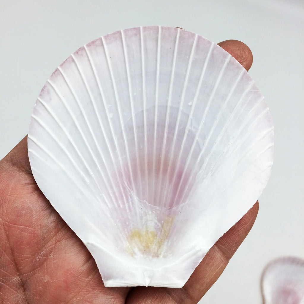 PEPPERLONELY 20PC Brown Sun & Moon Flat Shells Scallop Sea Shells, 2 Inch ~ 3 Inch