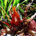 Cryptocoryne Wendtii "Red" Rooted Pot Freshwater Live Aquarium Plants Decoration