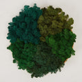 Preserved Reindeer Moss Natural Green DIY Kit Gardenning Art Wall Decor Florist Decor Easter Table Decor Wedding