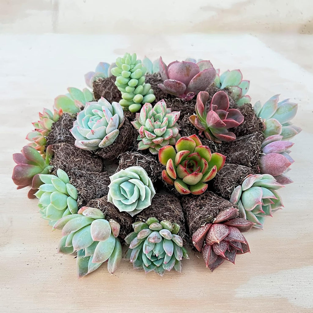 Sprout N Green 1 Assorted Succulents with Root, Live Plants Collection, Without Plant Pot, Great for Gardener Beginner, DIY Projects, Wedding Party Favor, Easy to Care