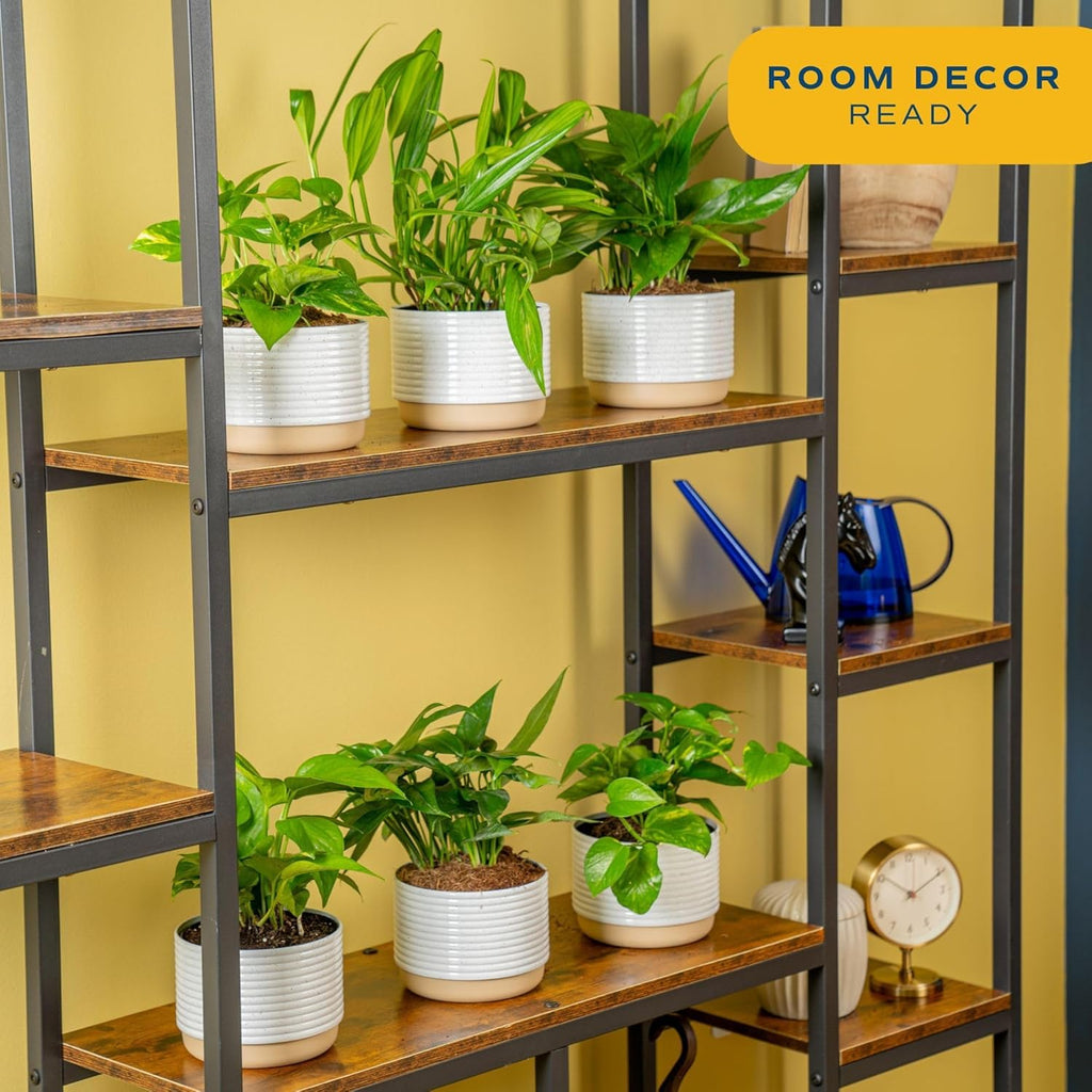 Costa Farms Golden Pothos Plants, Devil's Ivy in Decorative Pots, Easy to Maintain, Air Purifying Indoor Houseplants, Home, Room, or Office Decor, House Warming Gift, 12-14 Inches Tall, Pack of 6