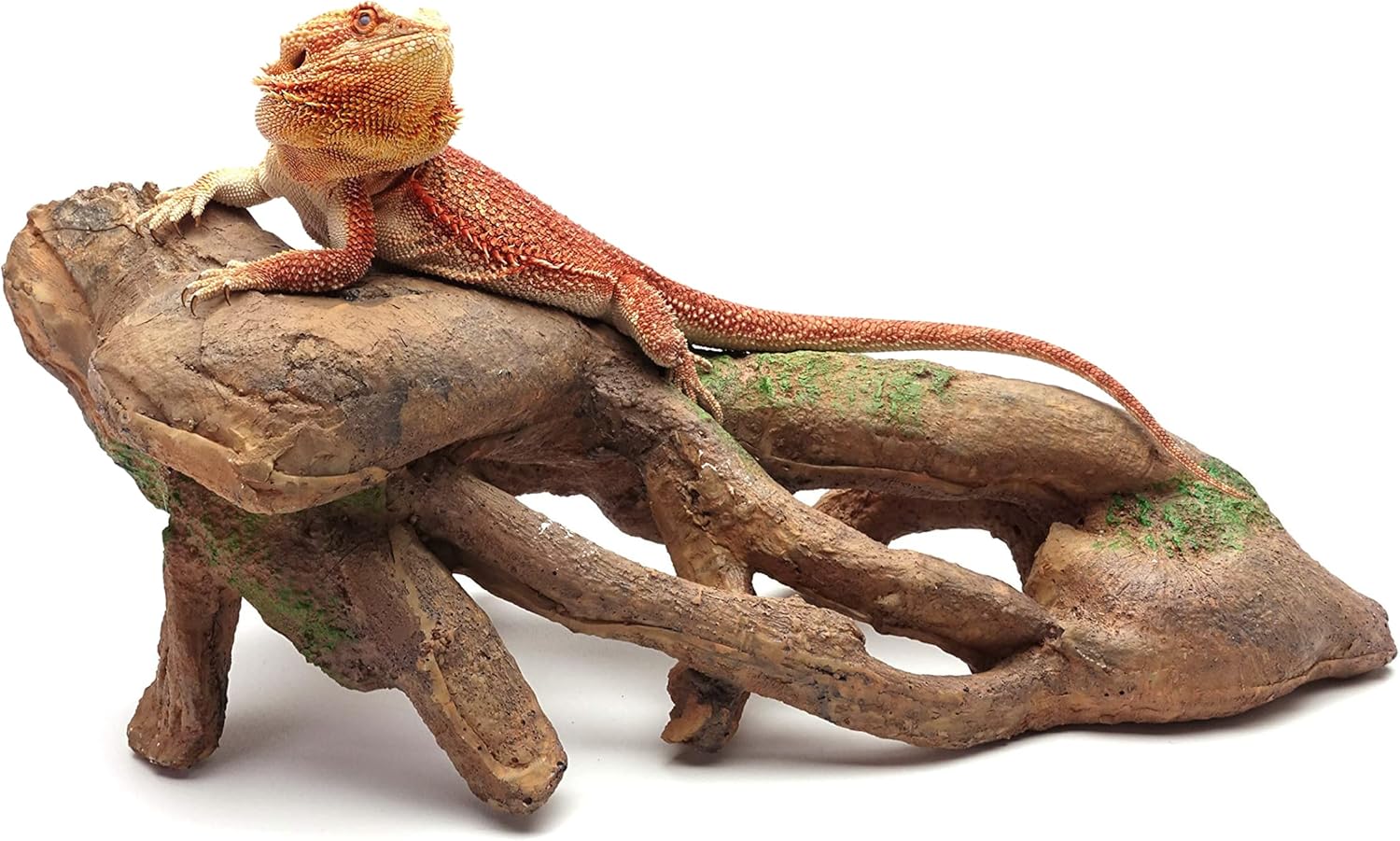 CAROLINACUSTOMCAGES Gnarled Large Root, Brown, Reptile Habitat Accessory