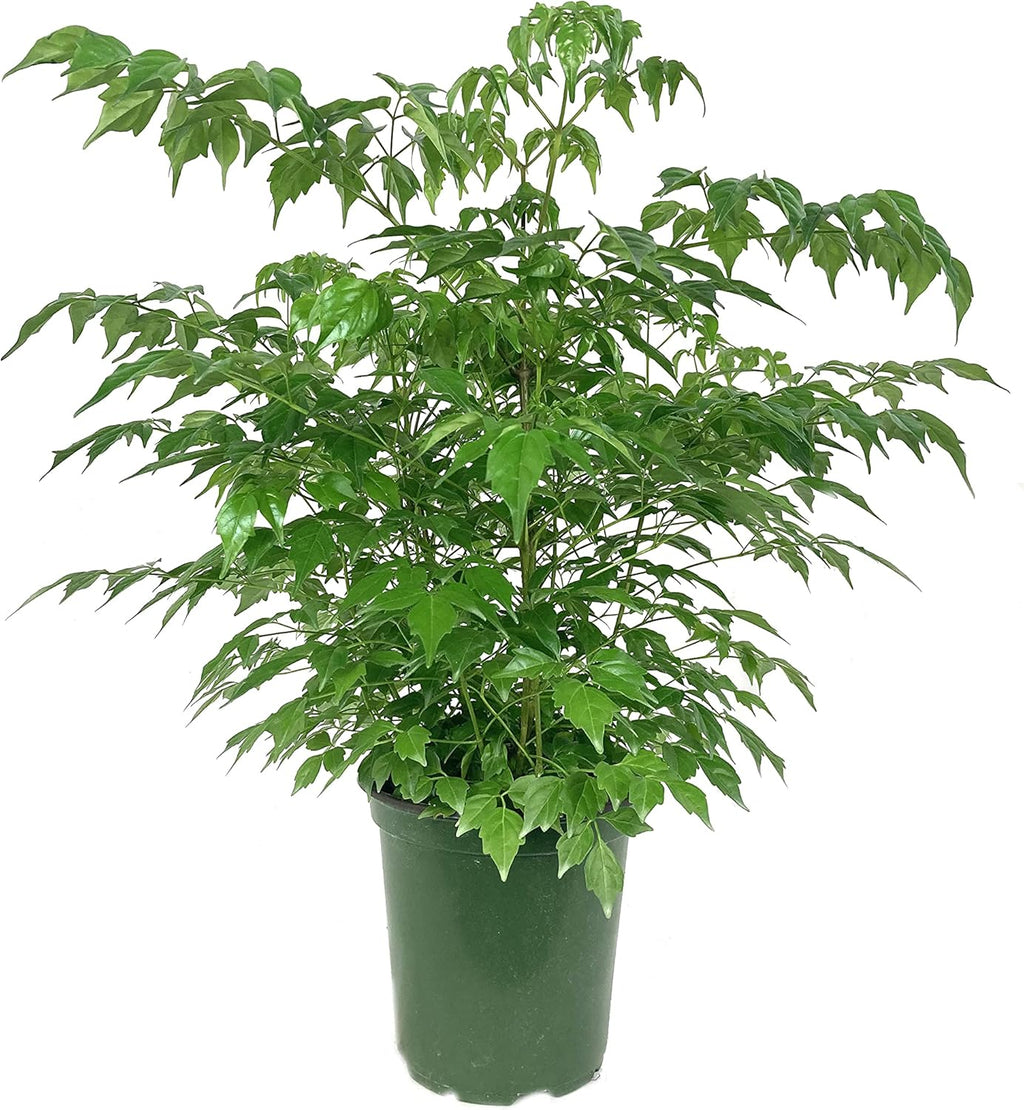 China Doll Plant - Live Plant in a 6 Inch Pot -Radermachera Sinica - Beautiful Easy Care Indoor Houseplant