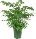 China Doll Plant - Live Plant in a 6 Inch Pot -Radermachera Sinica - Beautiful Easy Care Indoor Houseplant