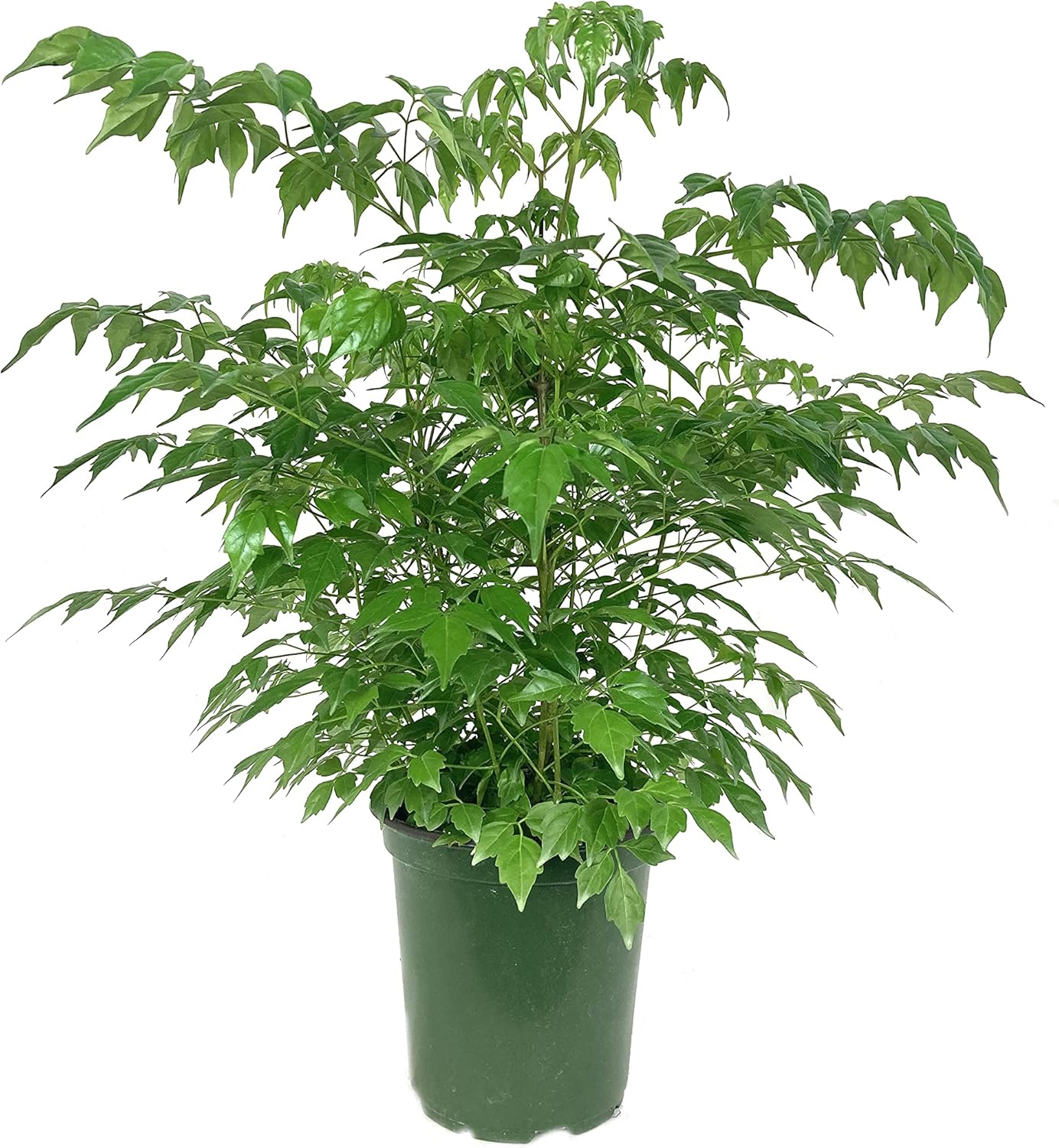 China Doll Plant - Live Plant in a 6 Inch Pot -Radermachera Sinica - Beautiful Easy Care Indoor Houseplant