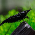 Las Vegas Exotic Fish™ 20 Black Rose Neocaridina Shrimp Live Freshwater Shrimp Aquarium Inverts