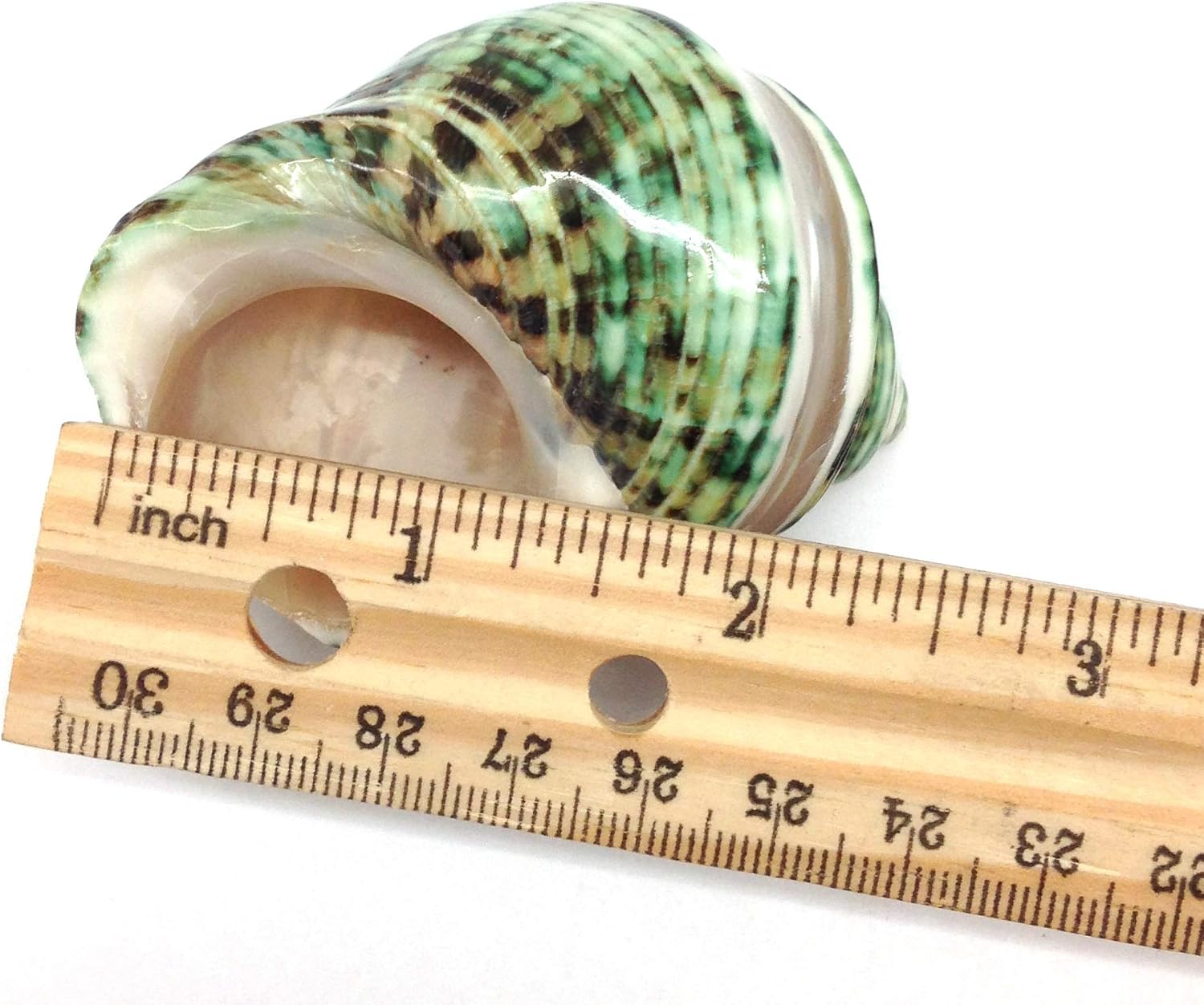 PEPPERLONELY 2 PC Natural Large Hermit Crab Shells, Banded Green Turbo, 2 Inch ~ 3 Inch