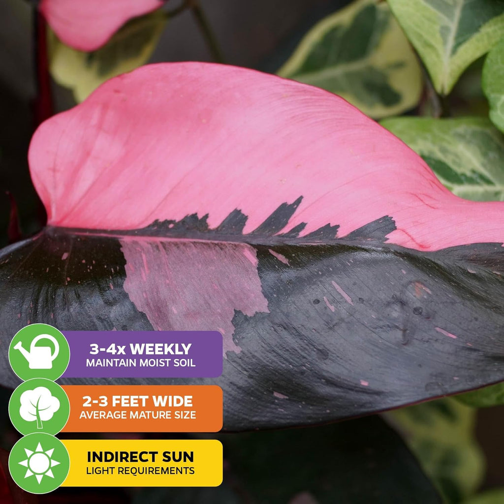 Pink Princess Philodendron - Philodendron erubescens - Wellspring Gardens - Rare Starter Plants - Heart-Shaped Pink for Indoor/Outdoor Planting