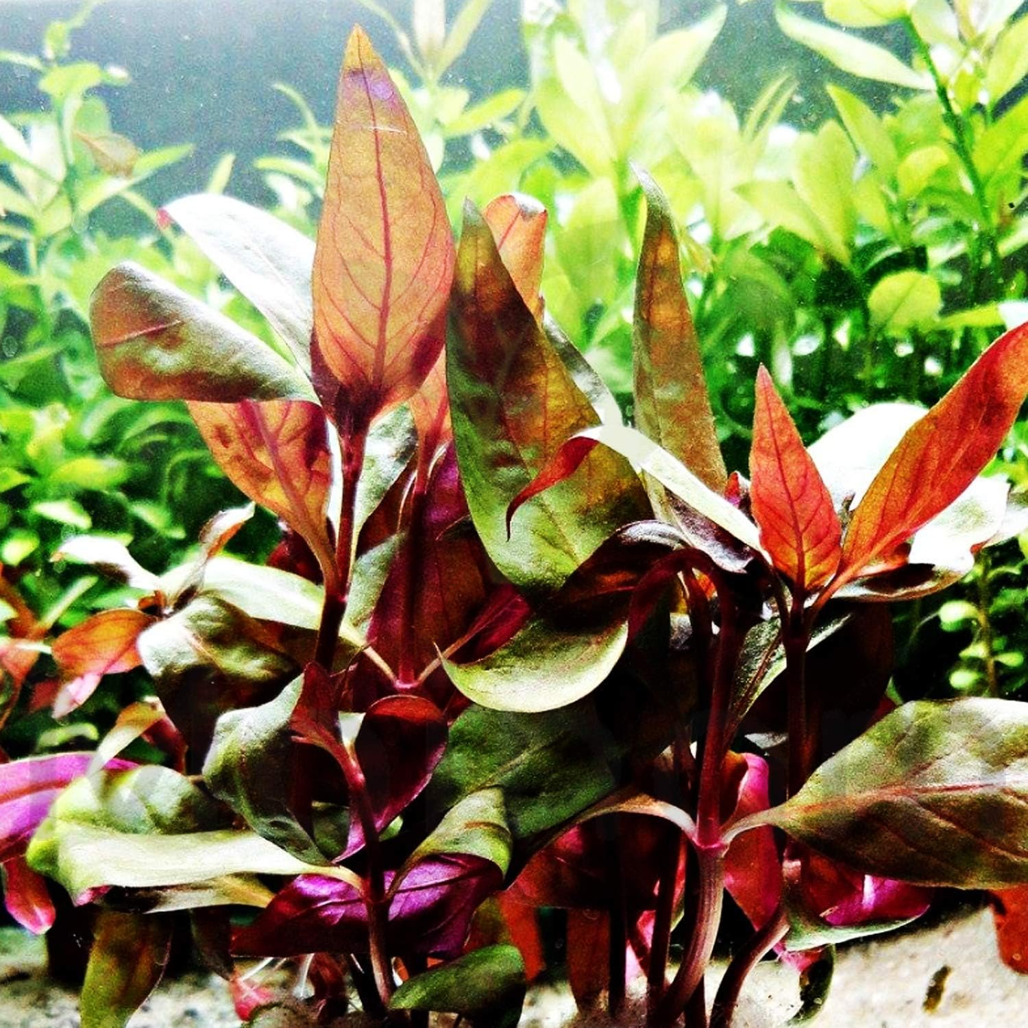 Alternanthera Lilacina Bundle Freshwater Red Stems Live Aquarium Plant