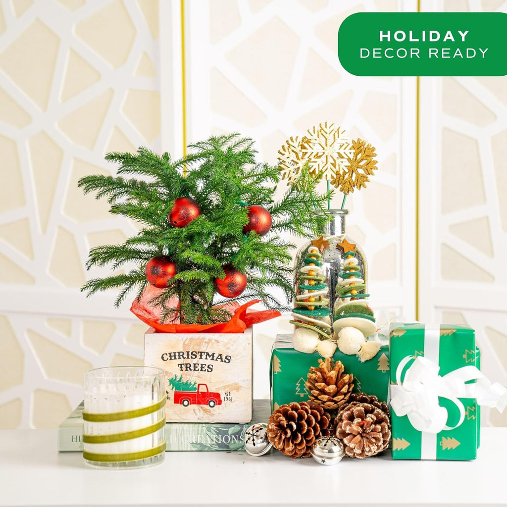 Costa Farms Live Christmas Tree, Small Norfolk Island Pine Plant in Holiday Decorative Plant Pot, Includes Ornament, Indoor Houseplant, Home, Room, or Seasonal Decor, Gift, 10-14 Inches Tall