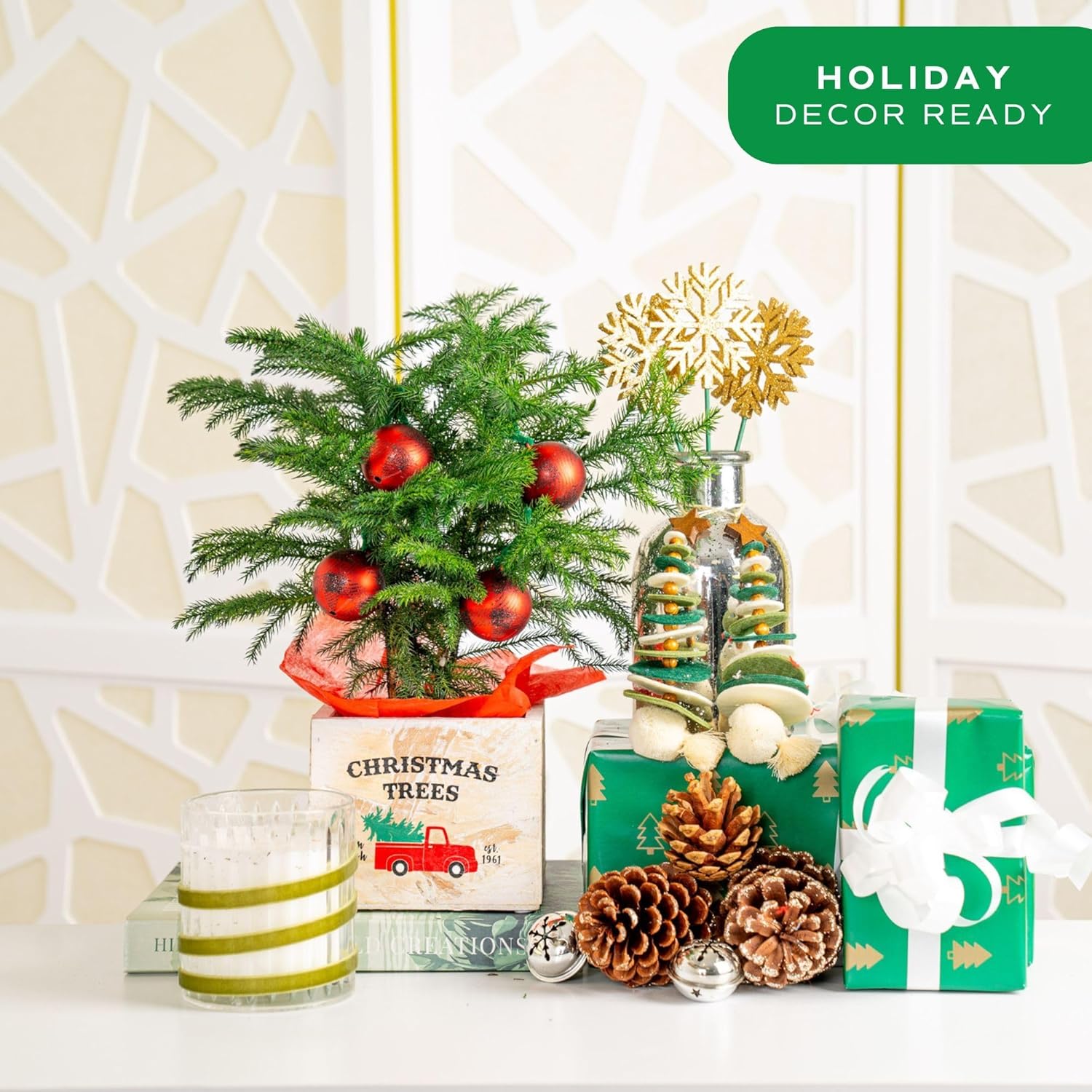 Costa Farms Live Christmas Tree, Small Norfolk Island Pine Plant in Holiday Decorative Plant Pot, Includes Ornament, Indoor Houseplant, Home, Room, or Seasonal Decor, Gift, 10-14 Inches Tall