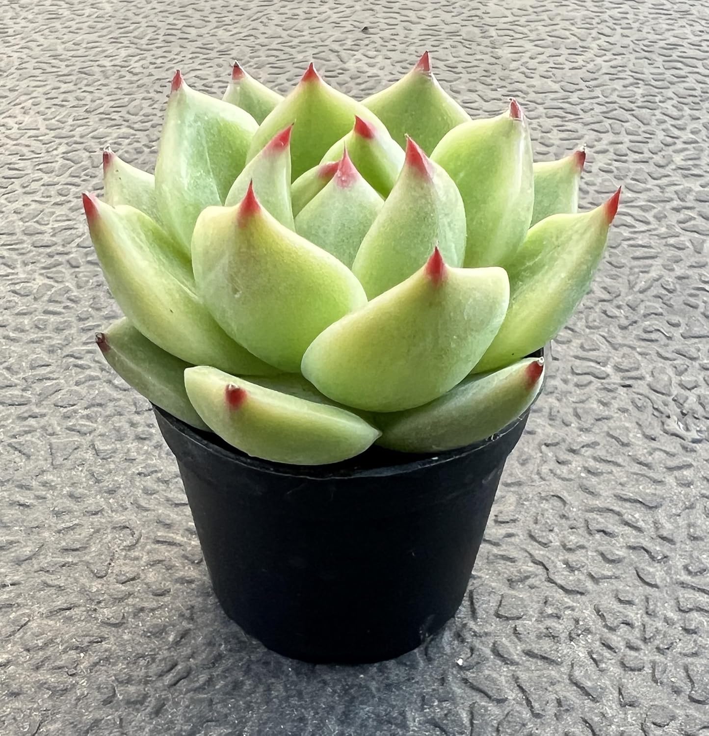 Sprout N Green 2in Echeveria Agavoides 'Blue Dragon', 1 Pack Live Mini Succulent Plant Fully Rooted in Pot, House Plant for Indoor Outdoor Home Office Wedding Decor DIY Projects Party Favor
