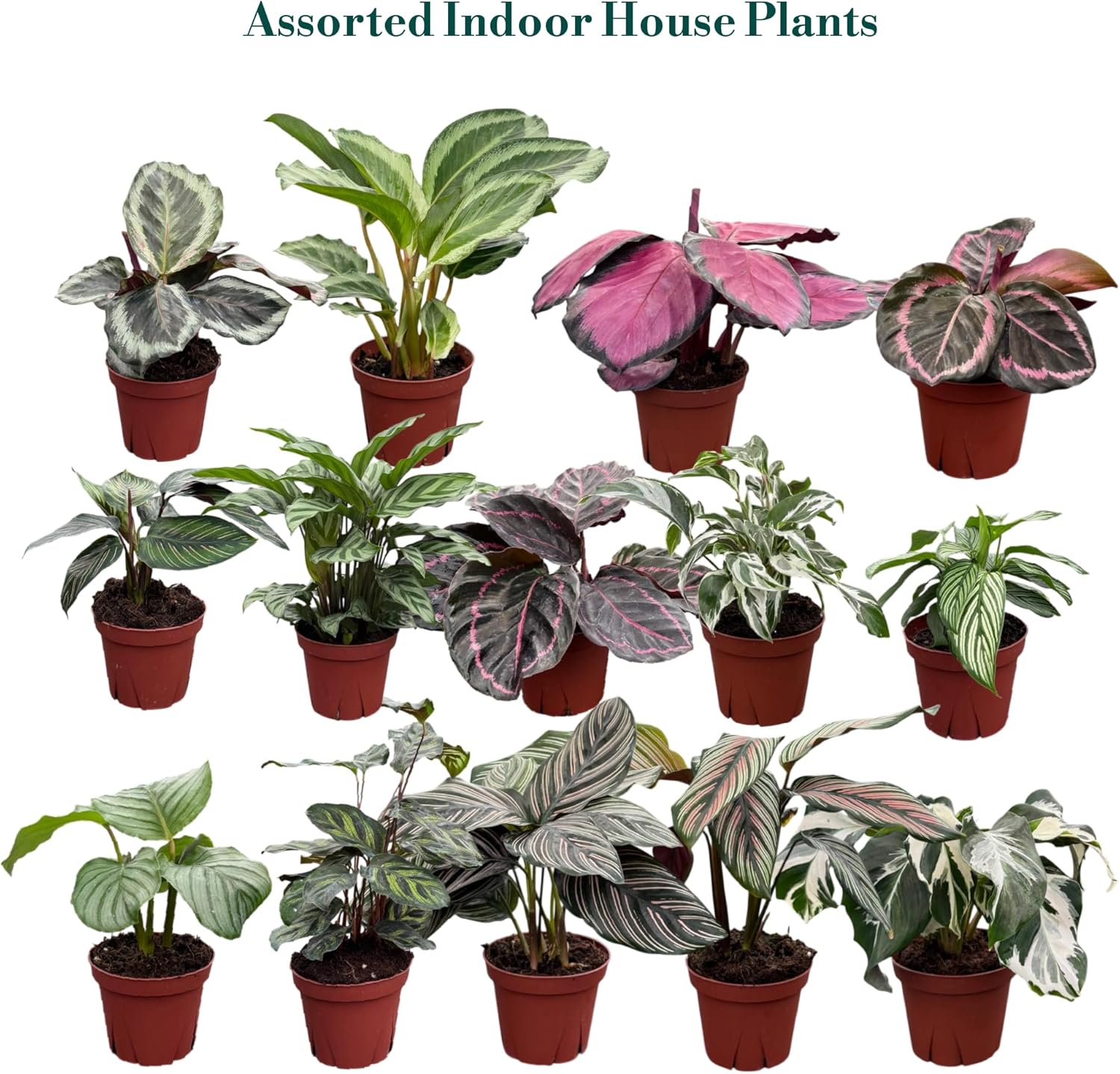 CoollectivePlants Calathea Plant Live in 4″ Nursery Pot – Assorted Indoor House Plants, Easy Care Indoor Plants, Starter Plant for Beginners (4-Pack)