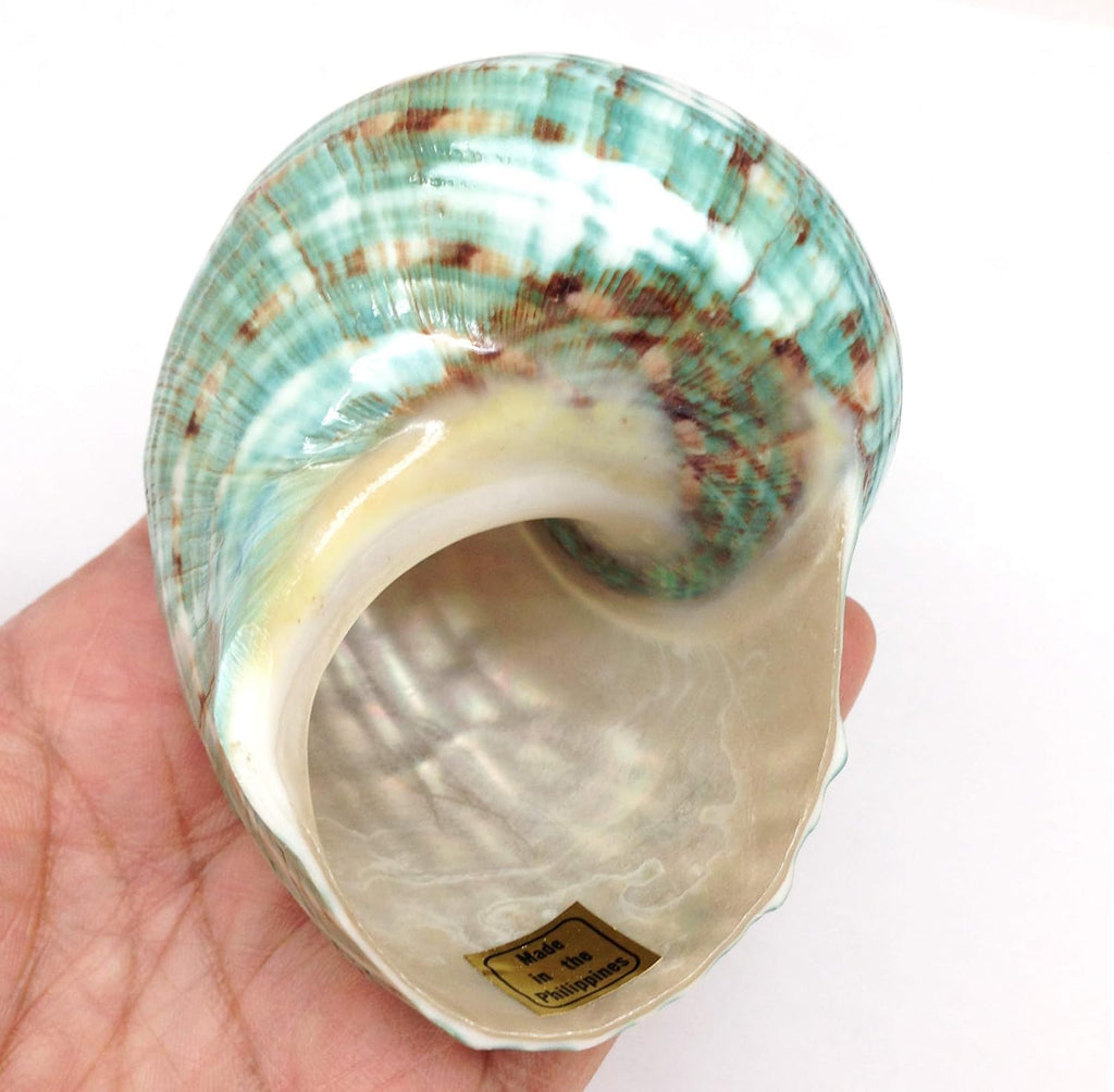 PEPPERLONELY Green Blue Gade Big Turbo Sea Shells, Large Hermit Crab Shells, 3 Inch ~ 3-1/2 Inch