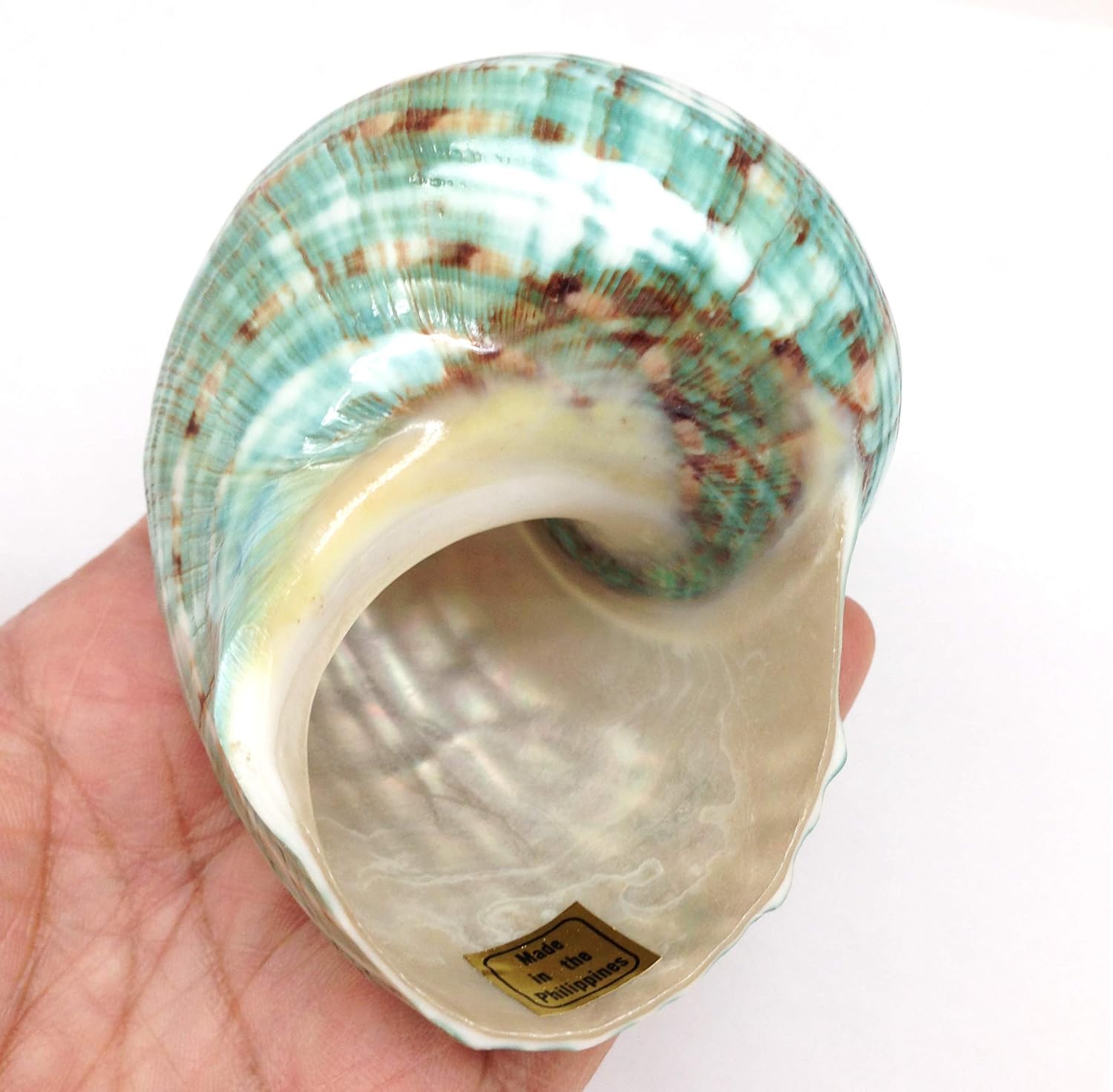 PEPPERLONELY Green Blue Gade Big Turbo Sea Shells, Large Hermit Crab Shells, 3 Inch ~ 3-1/2 Inch