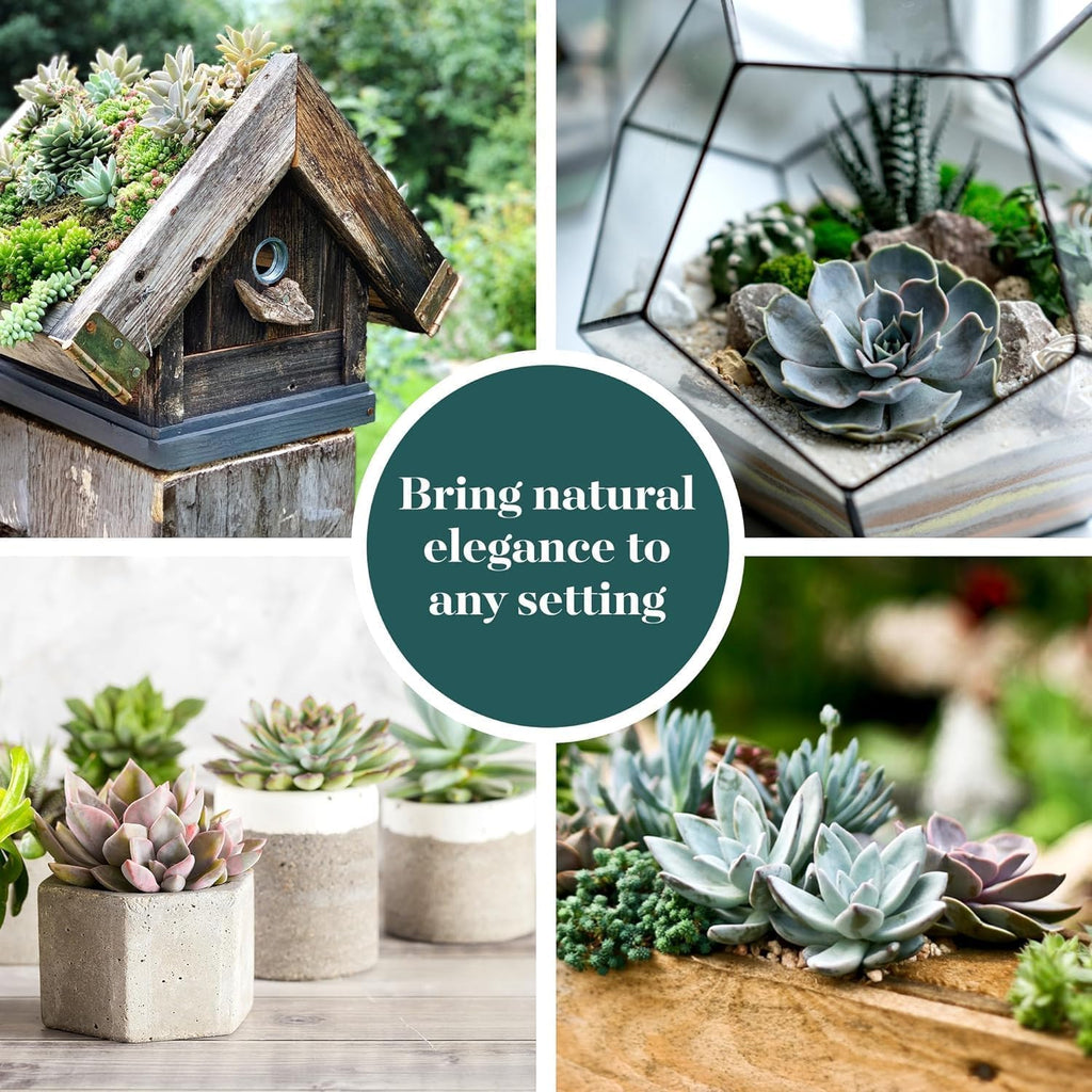 Shop Succulents Echeveria & Rosette Live Succulent Variety Pack – Fully Rooted 2" Potted Plants for Gifts, Favors, DIY Projects, Terrariums, Home Décor, and Garden Arrangements, 6 Pack